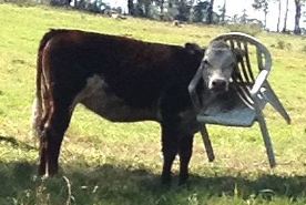 В Австралии спасли корову, застрявшую в стуле
